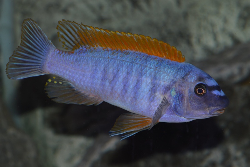 Labeotropheus trewavasae 'Zimbawe Rock'